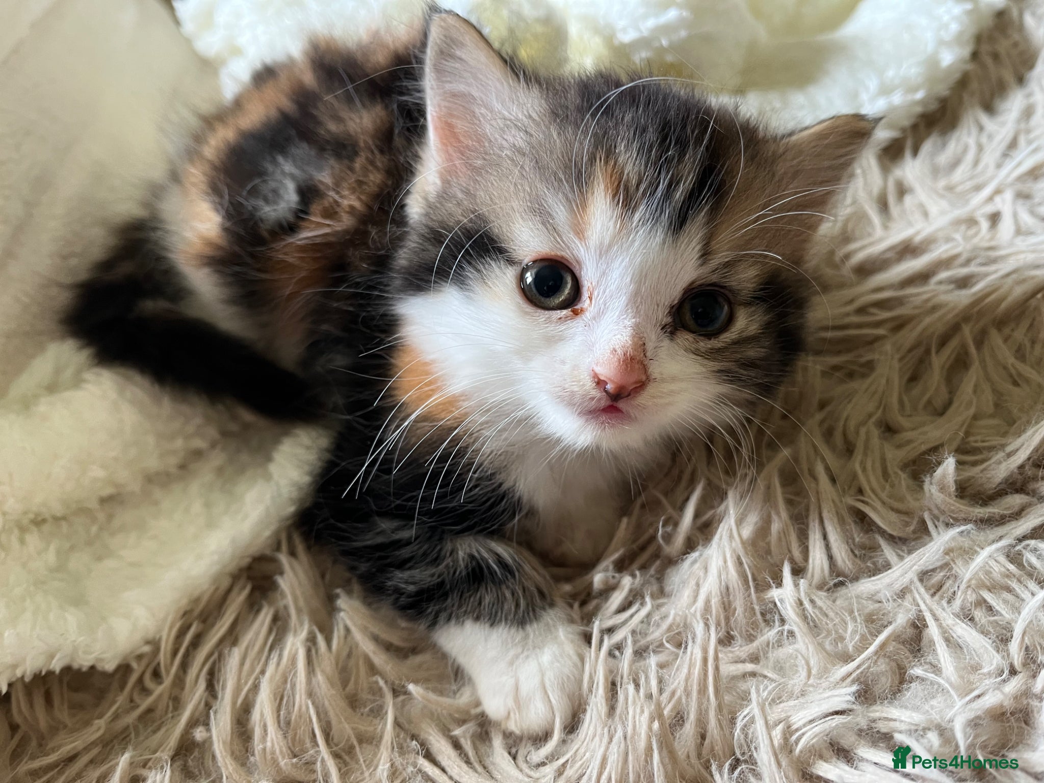 Norwegian Forest Cat cats Mixed breed/Norwegian Forest Cat  - Advert 2