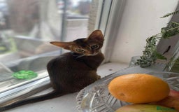Abyssinian cats for sale: One little girls looking for new homes  - Image 3