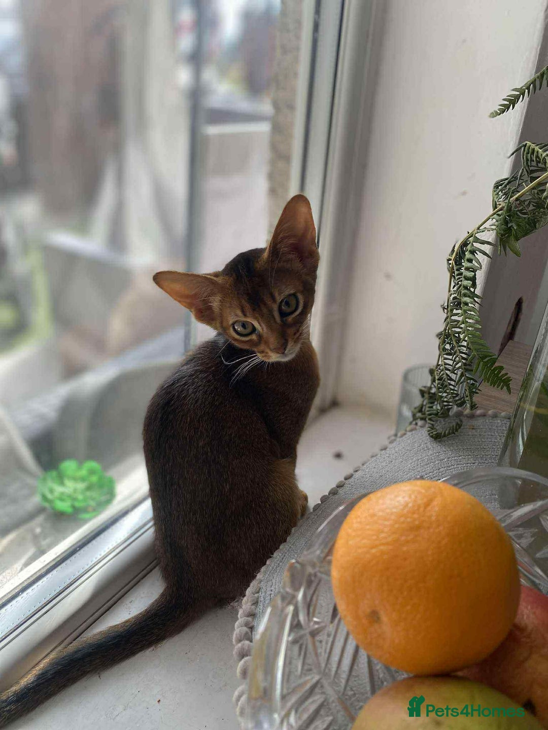 Abyssinian cats for sale: One little girls looking for new homes  - Image 3