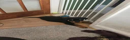 Rottweiler dogs for sale: Rottweiler puppies - Advert 10