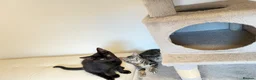 Mixed Breed cats for sale: 🐾 Six Adorable Kittens Looking for Loving Homes  - Advert 7