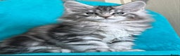 Maine Coon cats for sale: MAINE COON KITTENS - Advert 11