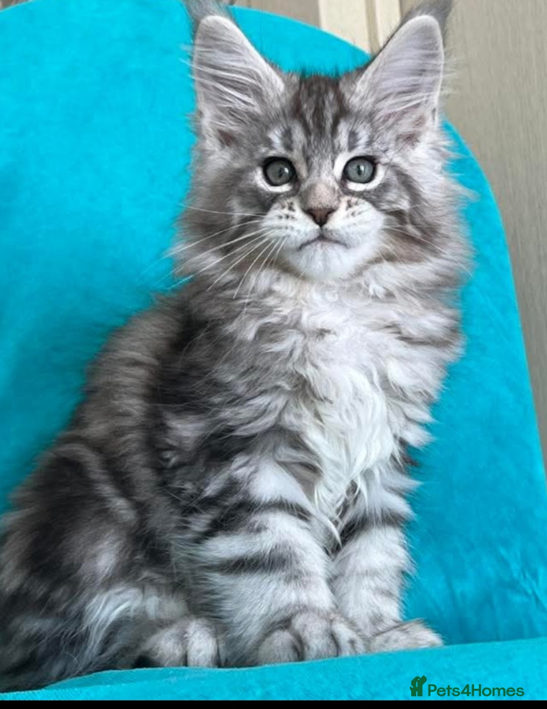 Maine Coon cats for sale: MAINE COON KITTENS - Advert 11