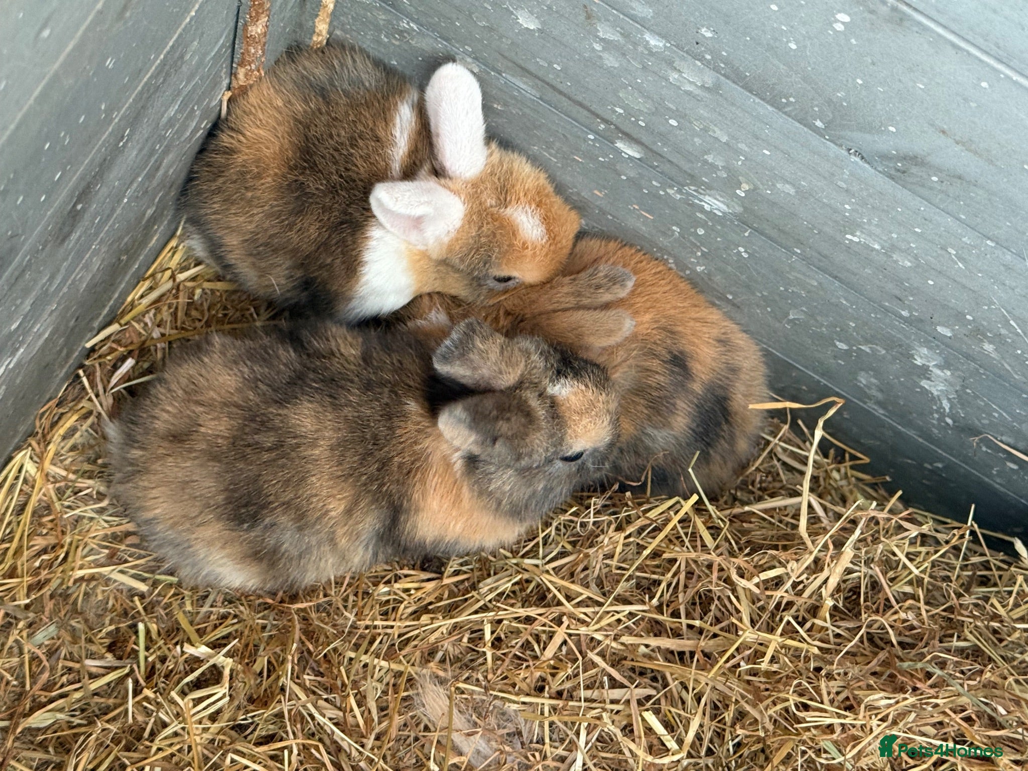 English Lop rabbits 5 baby rabbits - Advert 1