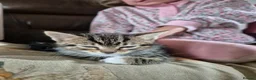 Mixed Breed cats for sale: Kittens Looking for Family Homes  - Advert 6