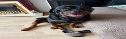 Rottweiler dogs for stud: Kc rottweiller for stud  in Sandy - Advert 7