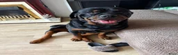 Rottweiler dogs for stud: Kc rottweiller for stud  in Sandy - Advert 8