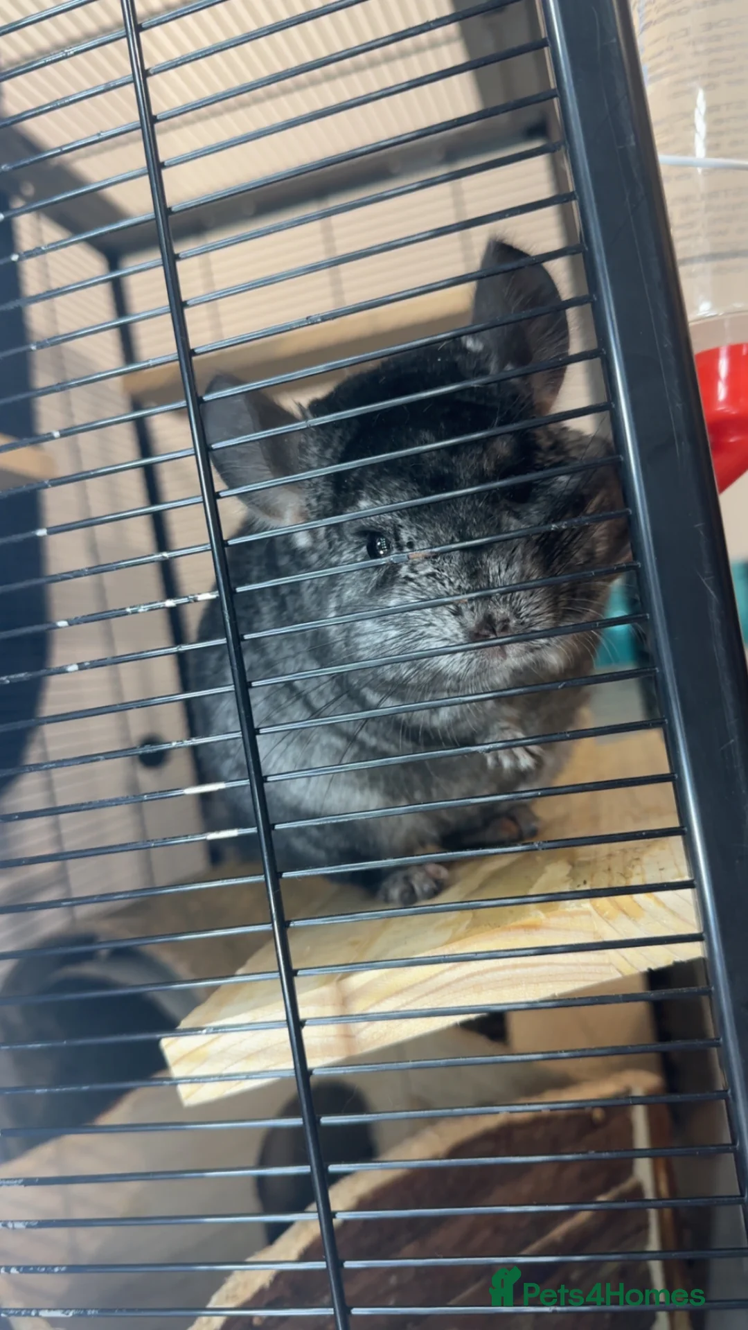 Chinchilla rodents for sale: Two chinchillas for sale £300 for both.  in Wickford - Advert 2