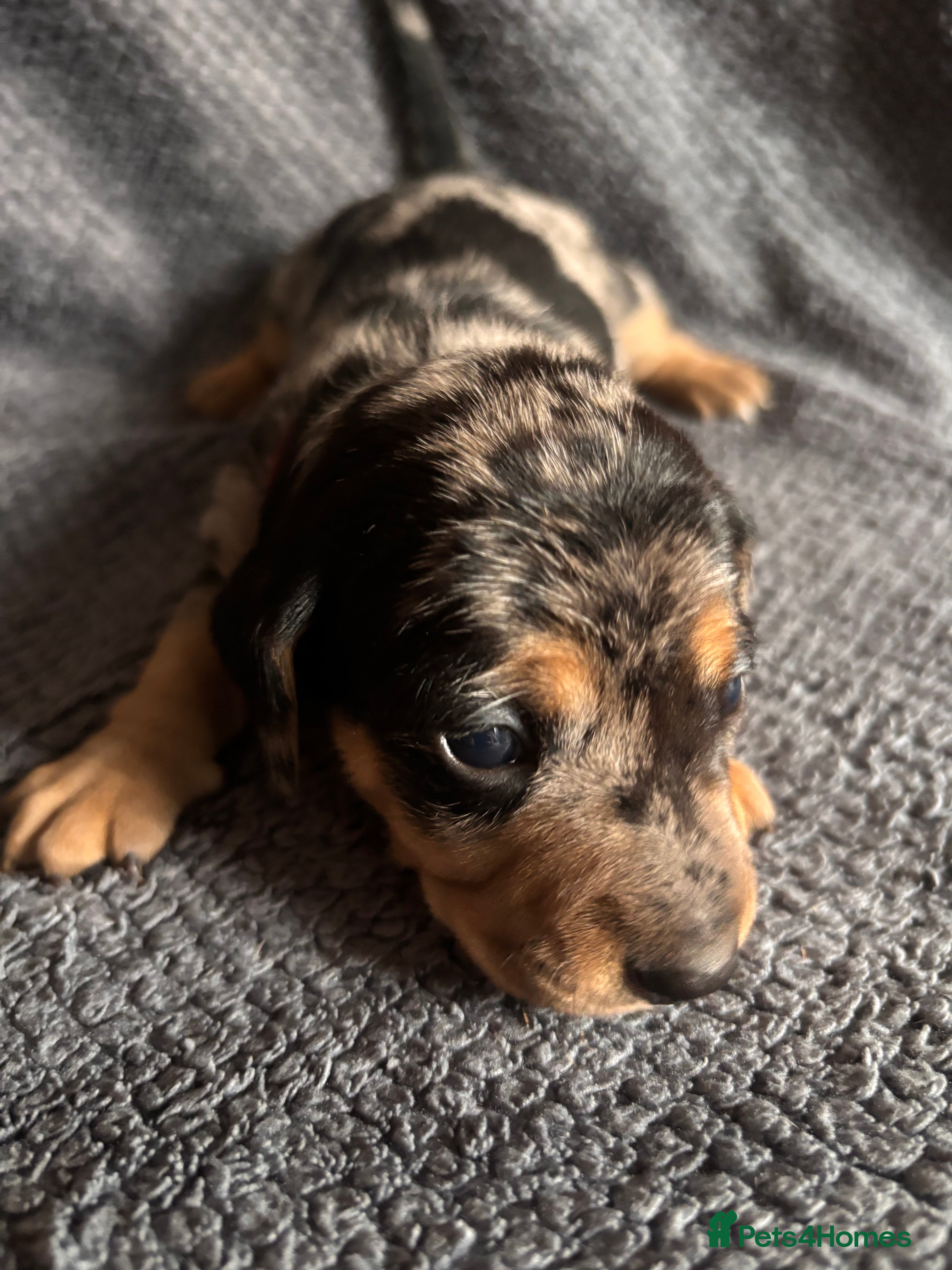 Mixed Breed dogs 5 gorgeous silver dapple dachshund cross puppies  - Advert 1