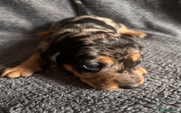 Mixed Breed dogs for sale: 5 gorgeous silver dapple dachshund cross puppies  - Image 4