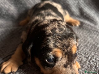 Mixed Breed dogs 5 gorgeous silver dapple dachshund cross puppies - Advert 1