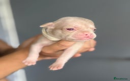 Pug dogs for sale: 7 boys ready to go next week!!!🩵 - Image 32