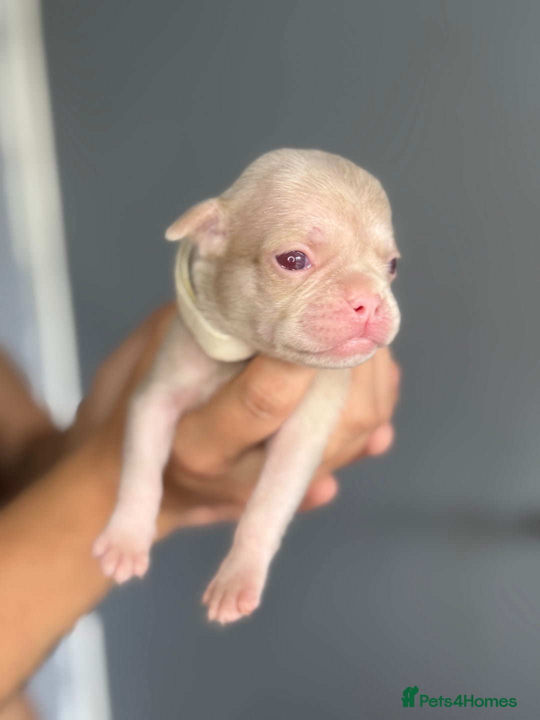 Pug dogs for sale: 7 boys ready to go next week!!!🩵 - Image 32