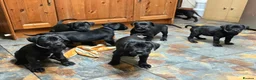 Mixed Breed dogs for sale: Cane Corso X Labrador Puppies - Advert 2
