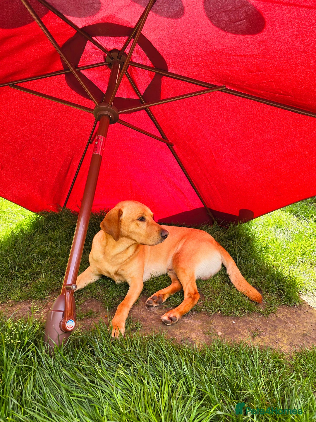 Labrador Retriever dogs for stud: Unproven Labrador Stud NO FEE. KC reg/BVA screened in Brecon - Advert 3