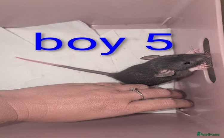 Rat rodents - Advert 8