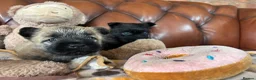 Cairn Terrier dogs for sale: KC Registered Cairn Terrier Pups - Advert 21