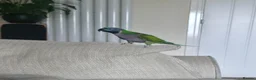 Parakeets birds for sale: lord Derbyan moustache parakeet in Leigh - Advert 5