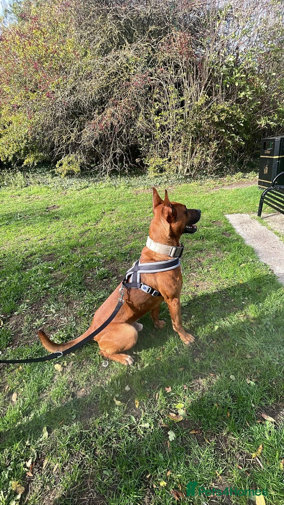 Mixed Breed dogs for sale: Bull hearder ( Loki ) - Advert 4