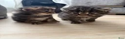 Maine Coon cats for sale: Main coon kittens - Advert 9