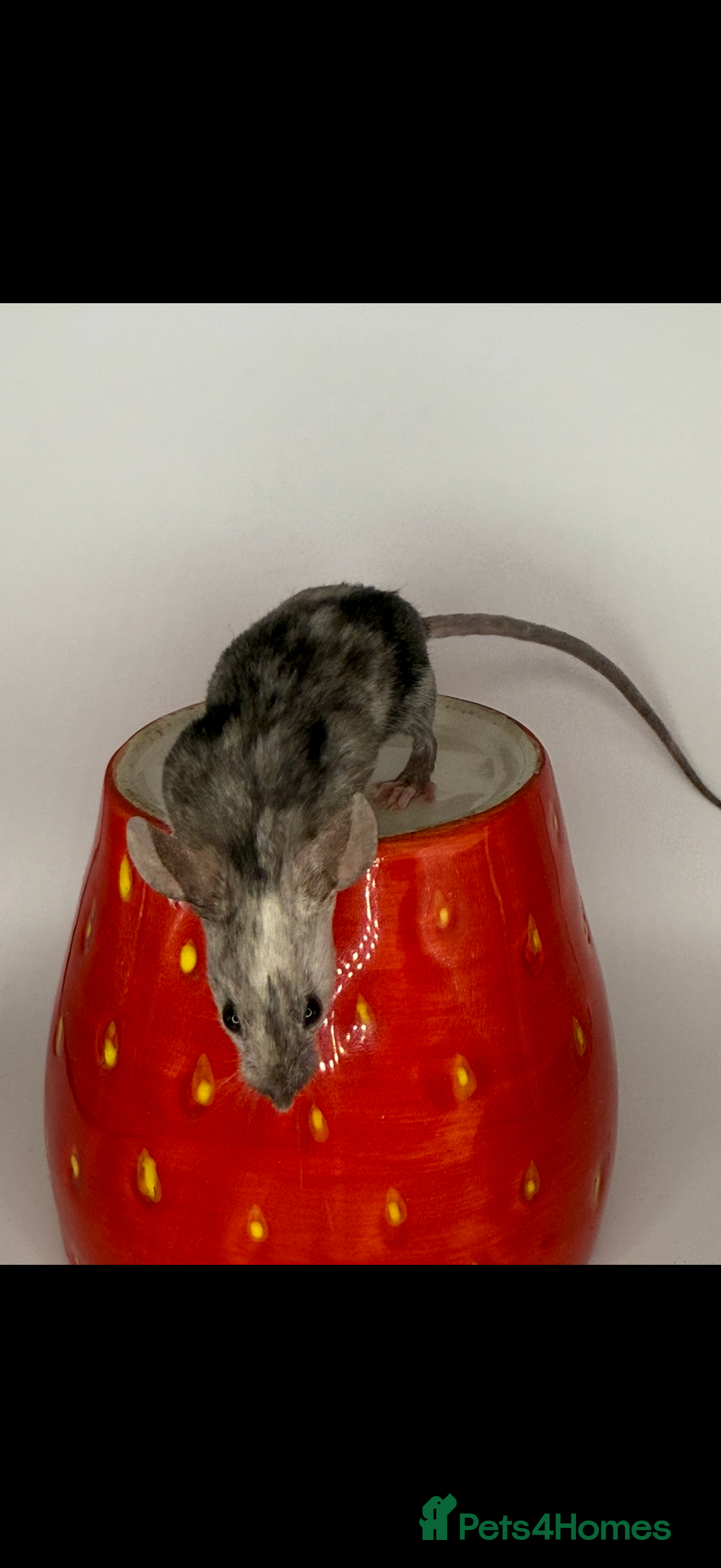 Mouse rodents for sale: Fancy mice 2 black males 6 females - Advert 9