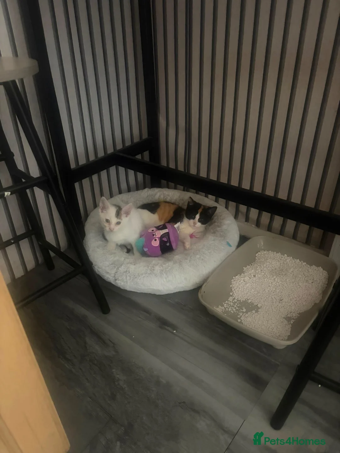 Domestic Shorthair cats for sale: Coco and Charlie  in Chesterfield - Advert 2
