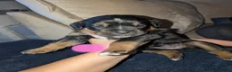 Boxweiler dogs for sale: Boxer x Rottweiler puppies  - Advert 10