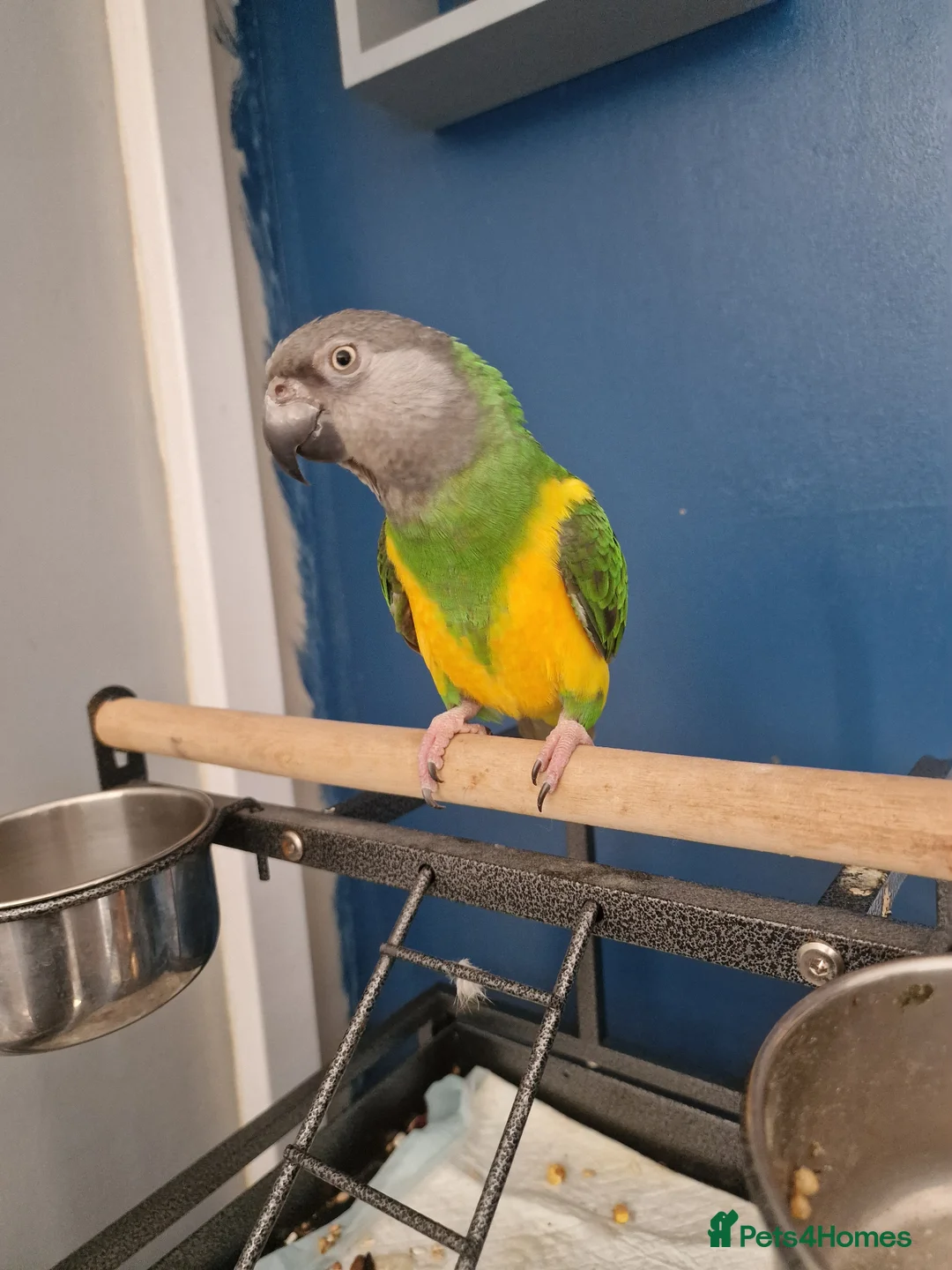 Parrots birds for sale: 2 year old Senegal Parrot with cage included  - Advert 4