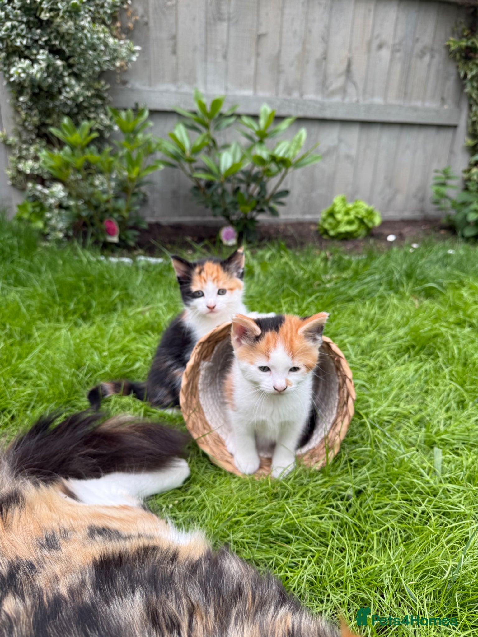 Maine Coon cats ✨ Stunning Maine Coon X ✨ - Advert 1