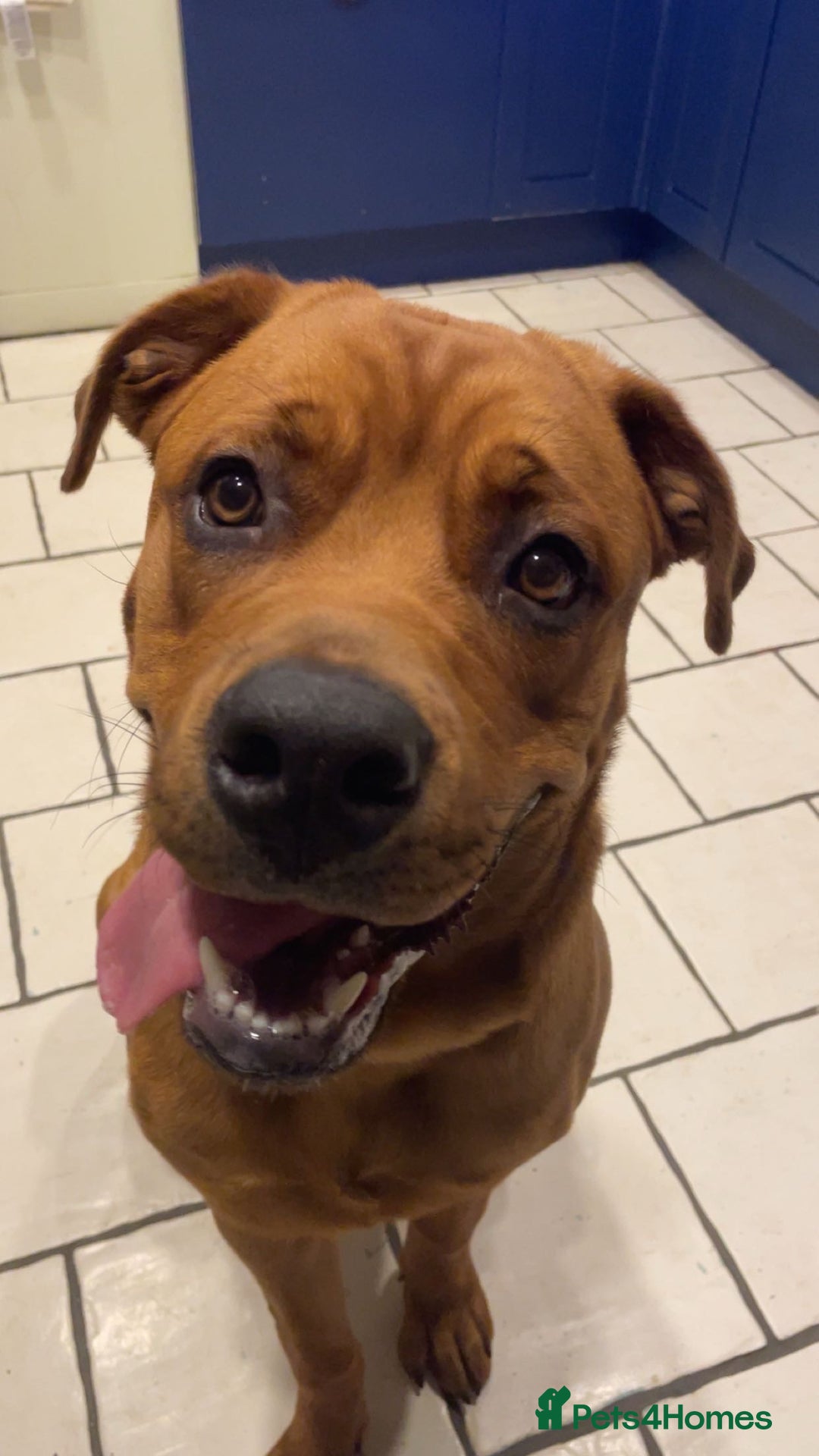 Mixed Breed dogs for sale: 10 months old loving beautiful boy - Advert 2