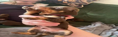Dachshund 4