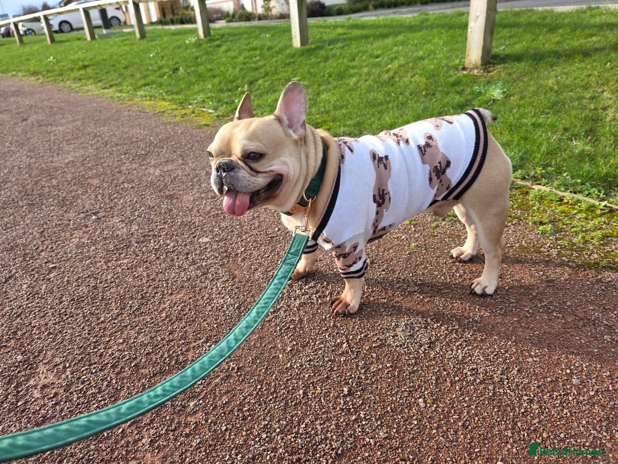 French Bulldog dogs Male French bulldog  - Advert 10