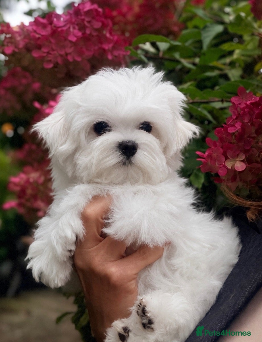 Maltese dogs Beautiful Mini Maltese Puppy - Korean Bloodlines - Advert 1