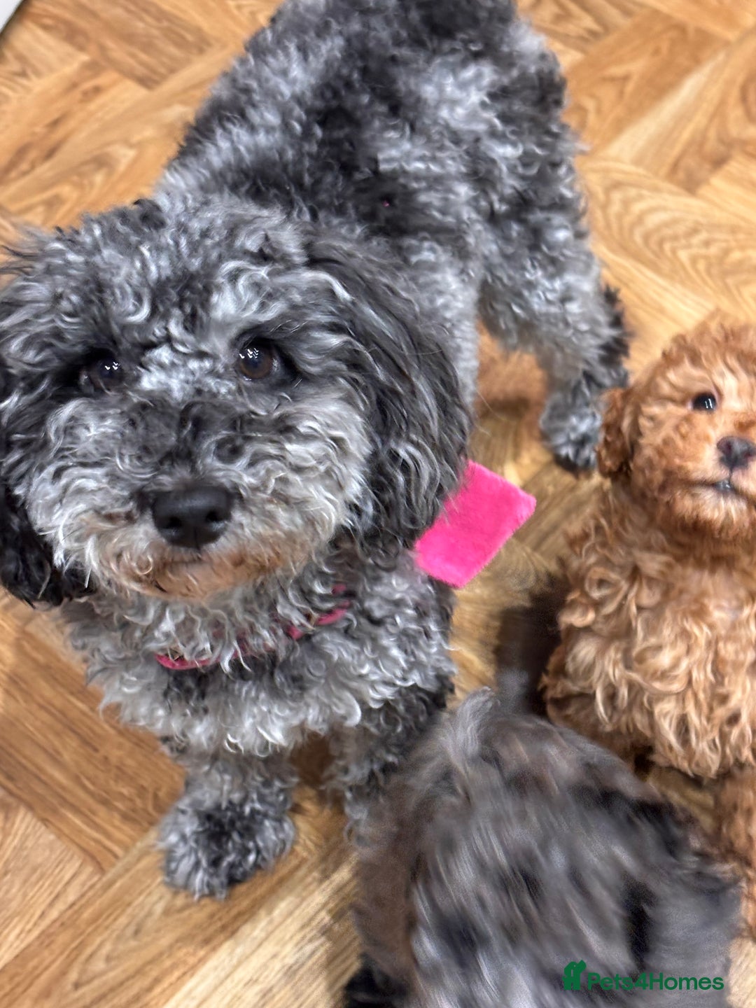 Mixed Breed dogs for sale: Smaller sized toy x mini poodle puppies  - Advert 7