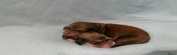 Miniature Dachshund dogs for sale: IVDD screened, Kc Reg & Health Tested Parents  - Advert 1