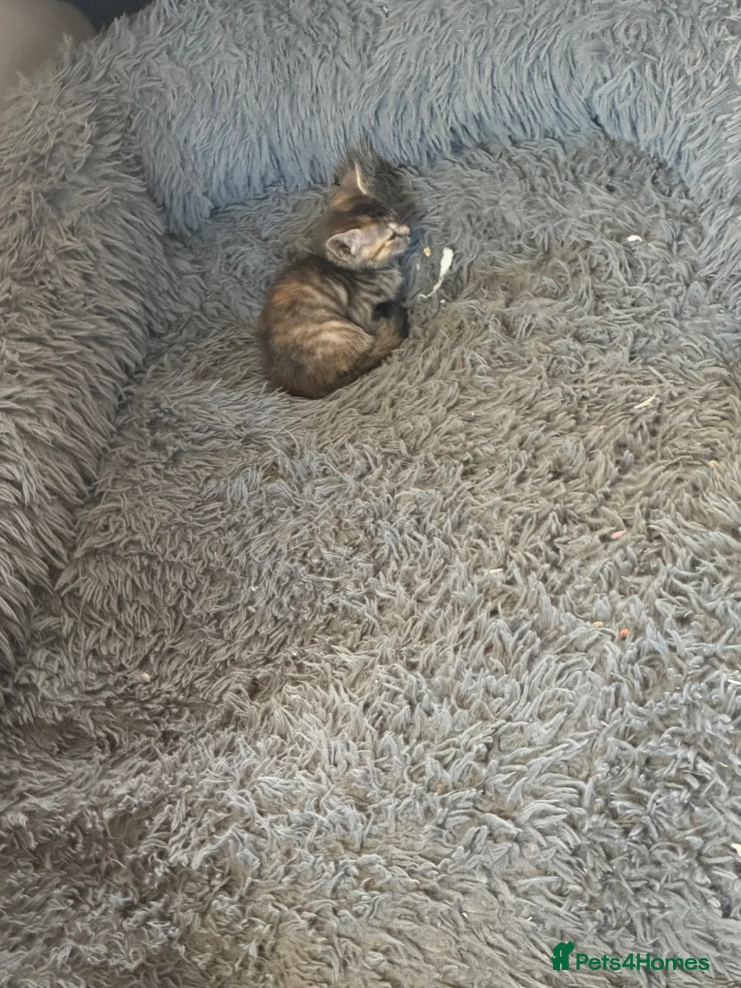 British Shorthair cats for sale: Adorable kittens - Advert 2