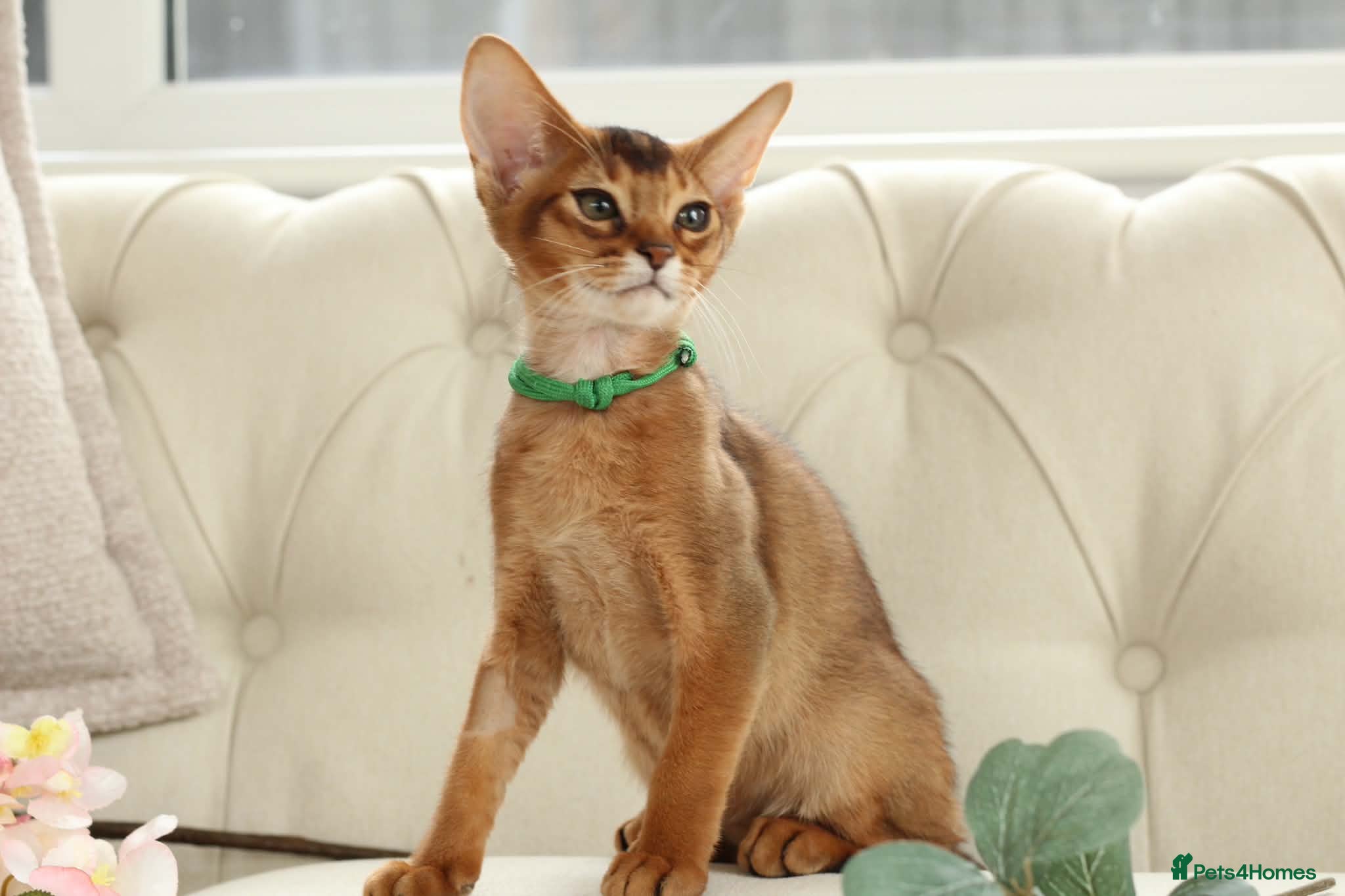 Abyssinian cats Pure breed Abyssinian kitten GCCF registered  - Advert 1