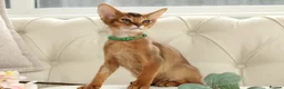 Abyssinian cats for sale: Pure breed Abyssinian kitten GCCF registered  - Advert 1