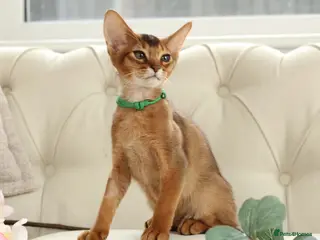 Abyssinian cats for sale: Pure breed Abyssinian kitten GCCF registered - Advert 1