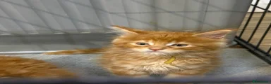 Maine Coon 4