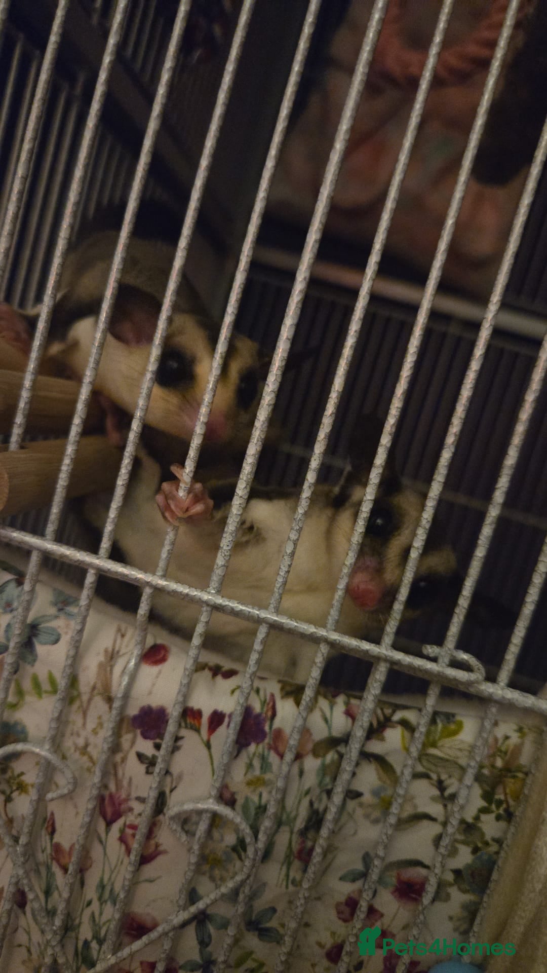 Sugar Glider rodents for sale: Two beautiful Female sugar gliders SCOTLAND  - Advert 2