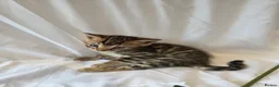Bengal cats for sale: Stunning Bengal Kittens – Reservations Now Open🐆 - Advert 24