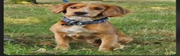 Sprocker dogs for sale: procker spaniel pups in Pontefract - Advert 6