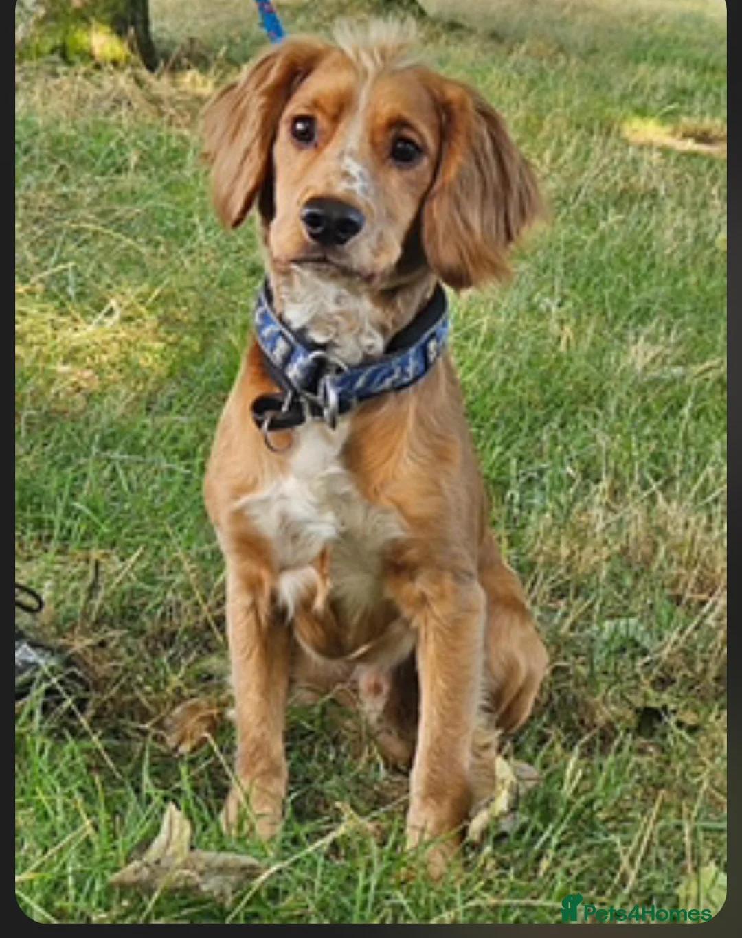 Sprocker dogs for sale: procker spaniel pups in Pontefract - Advert 6