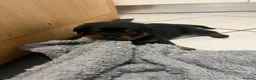 Rottweiler dogs for sale: KC Registered Rottweiler Puppies - Advert 22