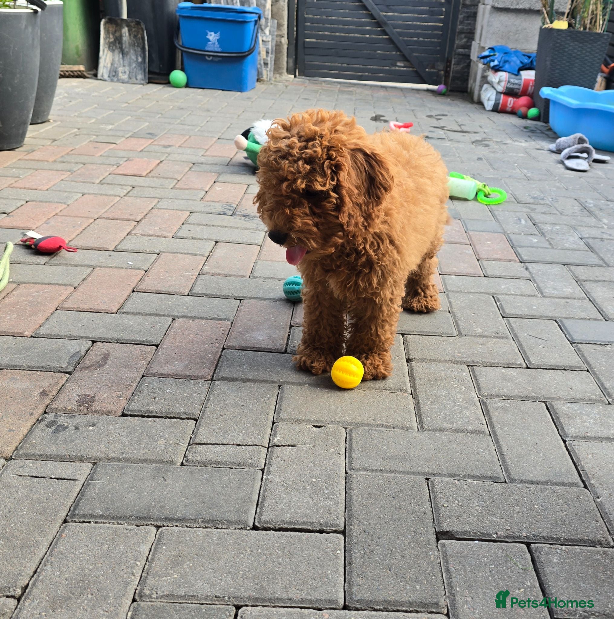 Cavapoo dogs LAST BOY cavapoo pup ready to leave  - Advert 2
