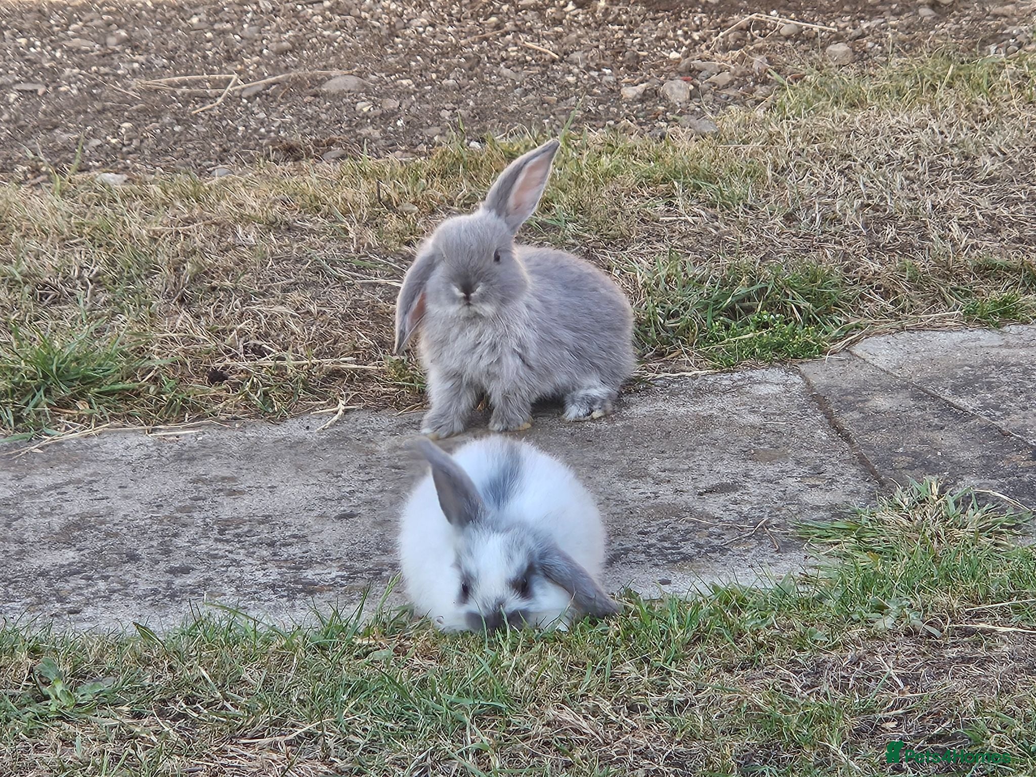 Mini Lop rabbits 🐰 Mini Lop Rabbits for Sale 🐰 - Advert 17