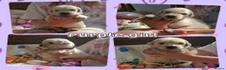 Golden Retriever dogs for sale: 8 stunning kc registered golden retriever puppies  - Advert 4