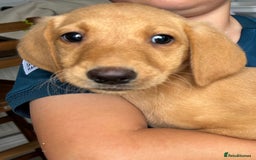 Labrador Retriever dogs for sale: Fox red Labrador  - Image 5