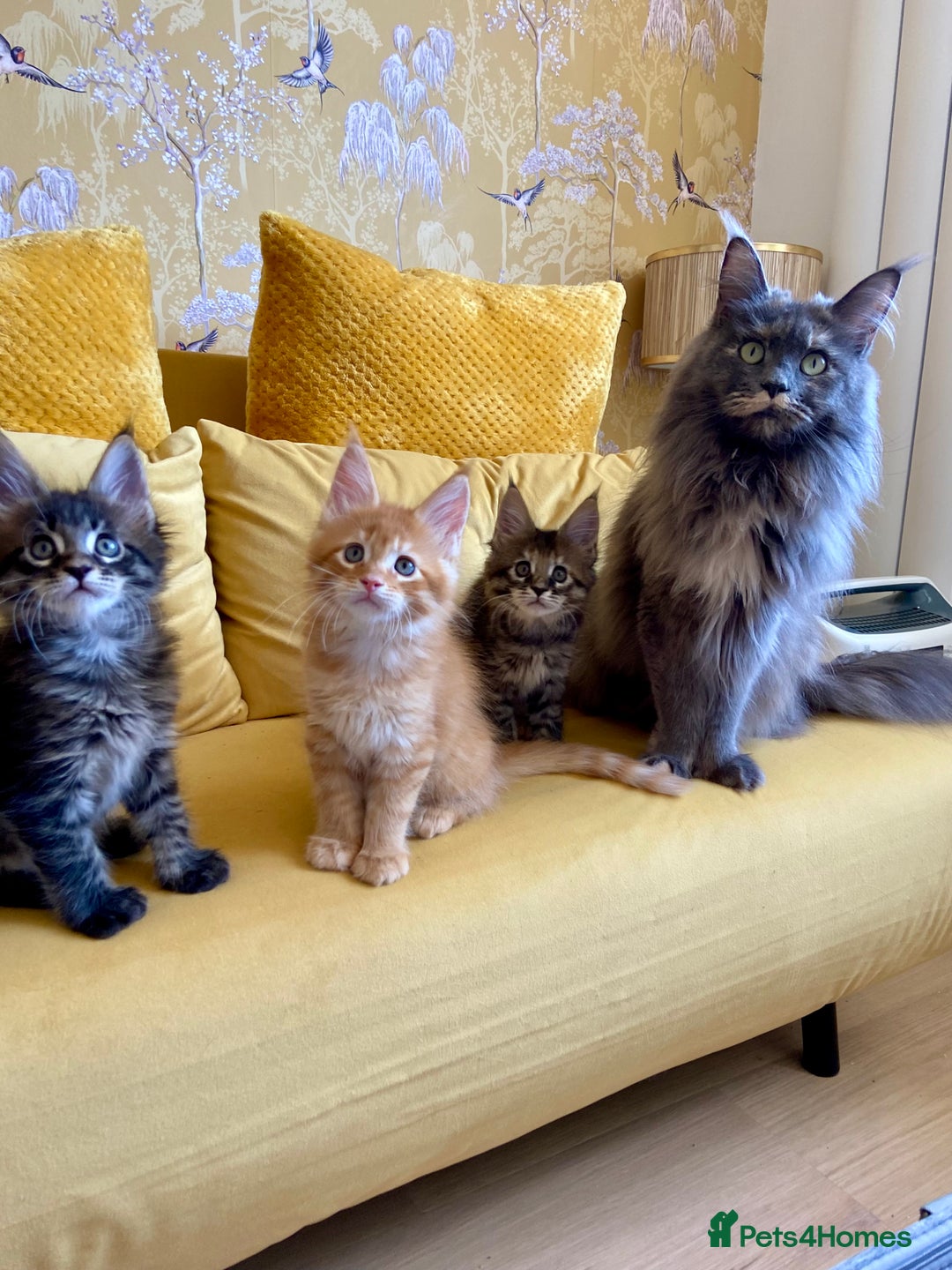 Maine Coon cats for sale: GCCF registered Dog 🐶 Friendly  - Advert 12
